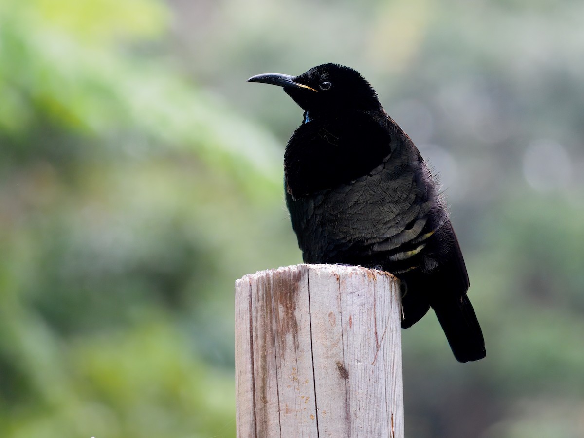 Victoria's Riflebird - ML642376532