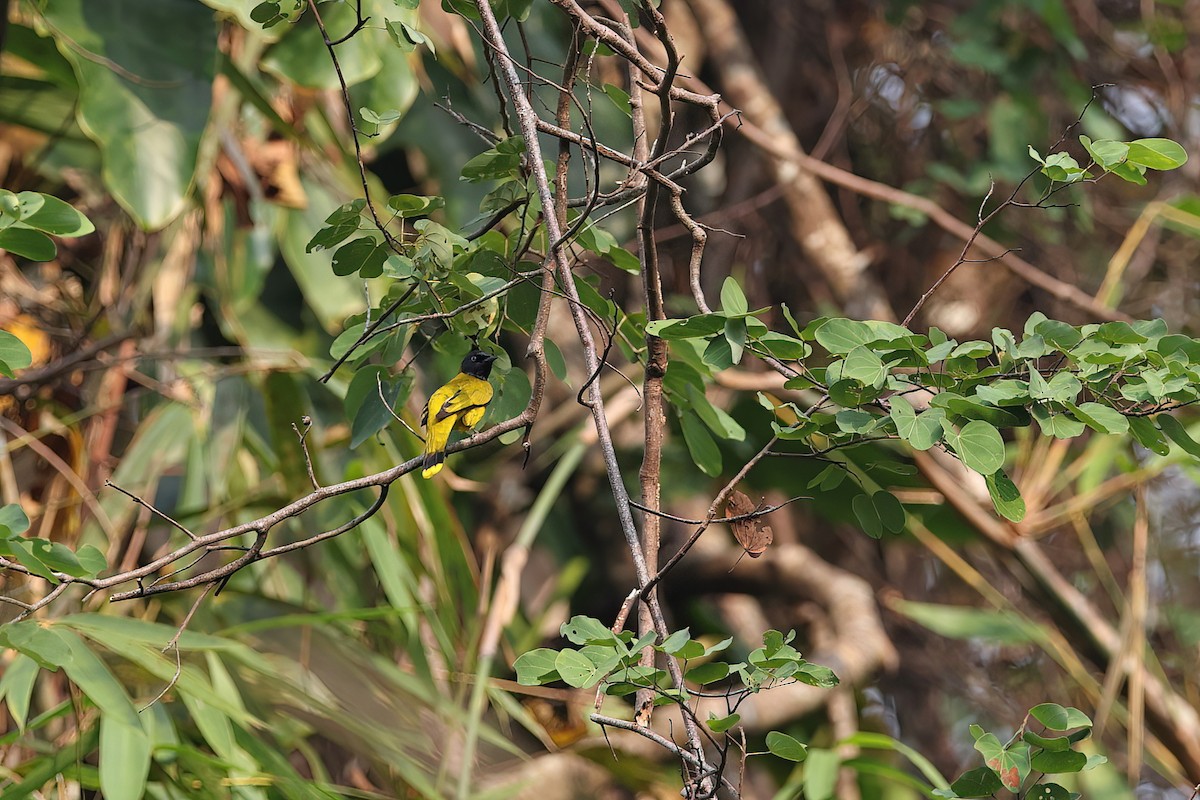 Black-headed Bulbul - ML642376538
