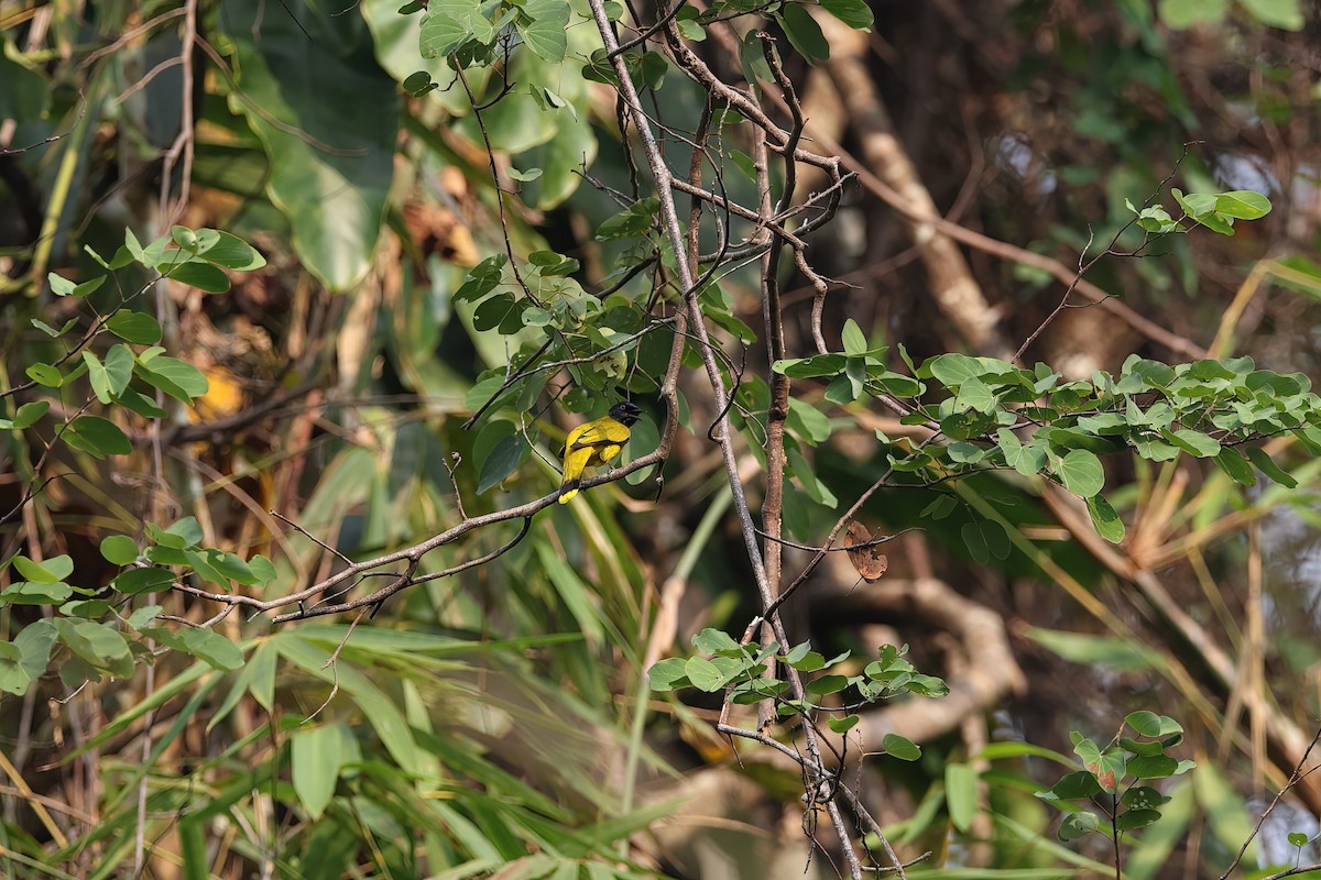 Black-headed Bulbul - ML642376553