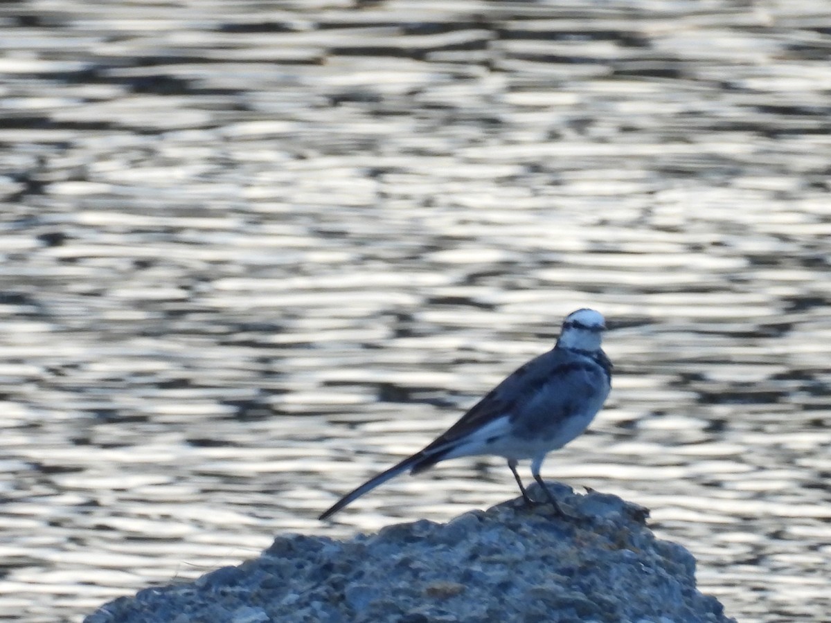 Japanese Wagtail - ML642376560