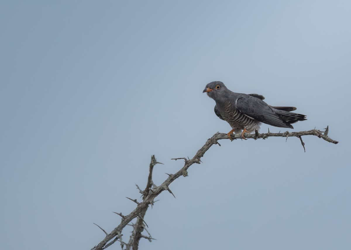 African Cuckoo - ML642376568