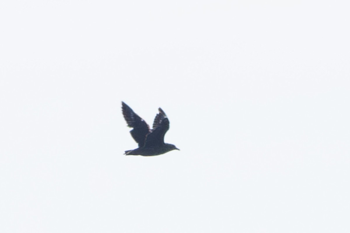 Brown Skua (Subantarctic) - ML642376570