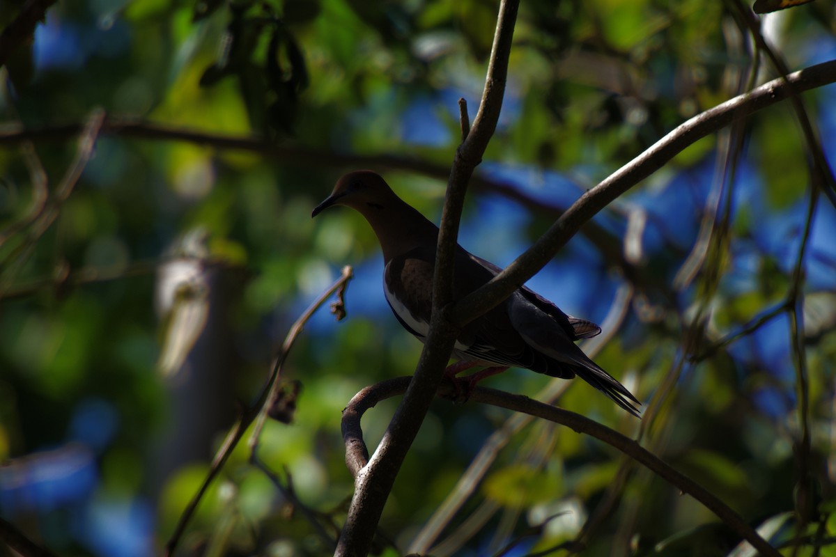 White-winged Dove - ML642376576
