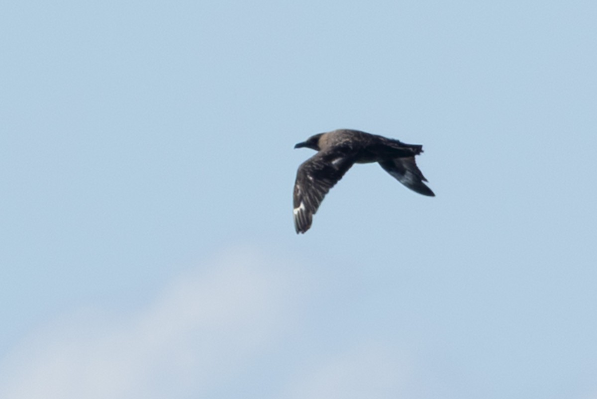 Brown Skua (Subantarctic) - ML642376580