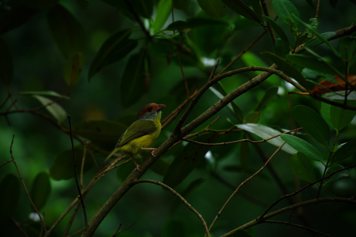 rustbrynvireo - ML642376607