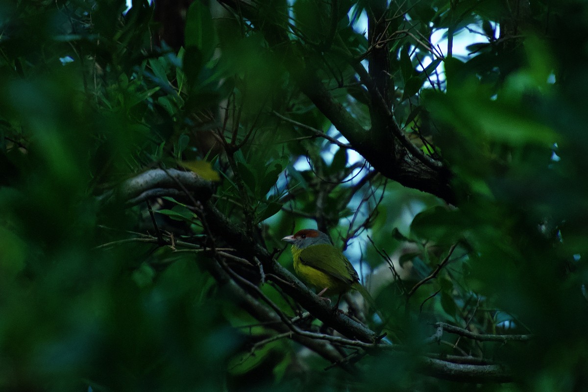 rustbrynvireo - ML642376608