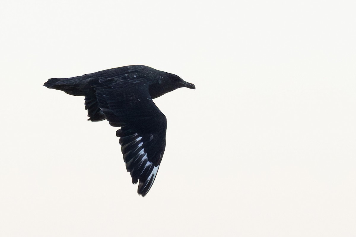 Brown Skua (Subantarctic) - ML642376609