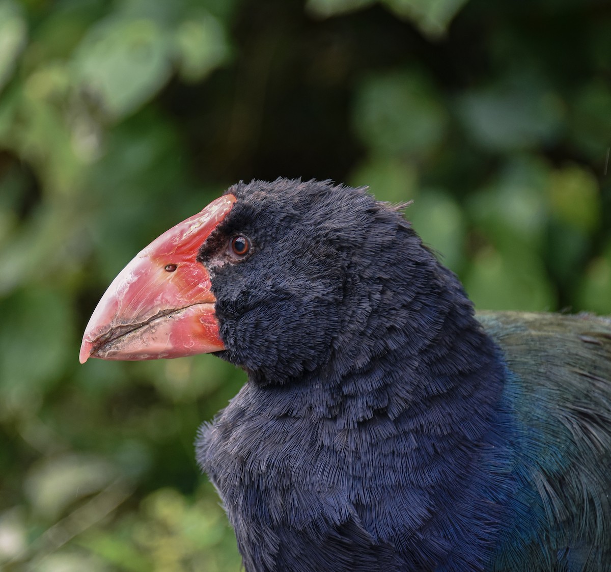 South Island Takahe - ML642376637