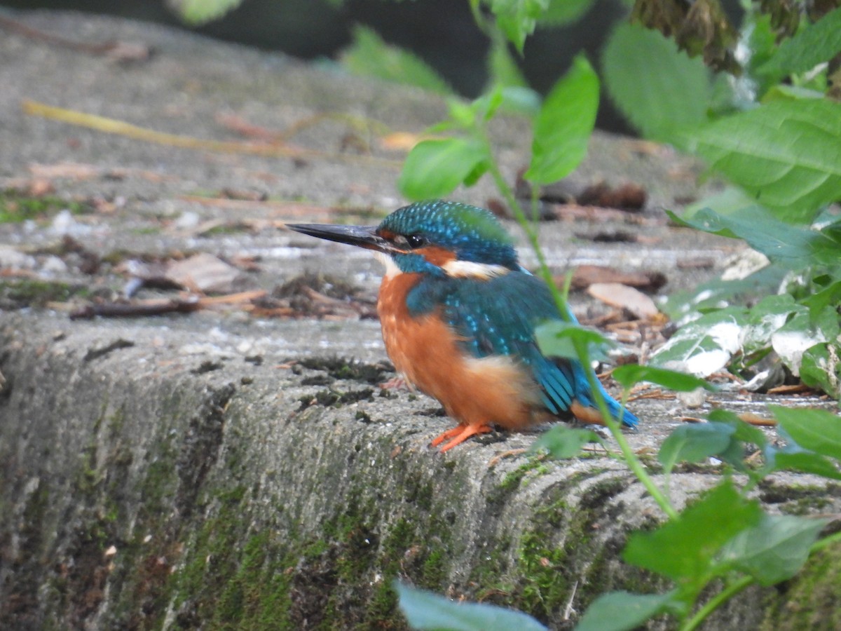 ledňáček říční - ML642376684