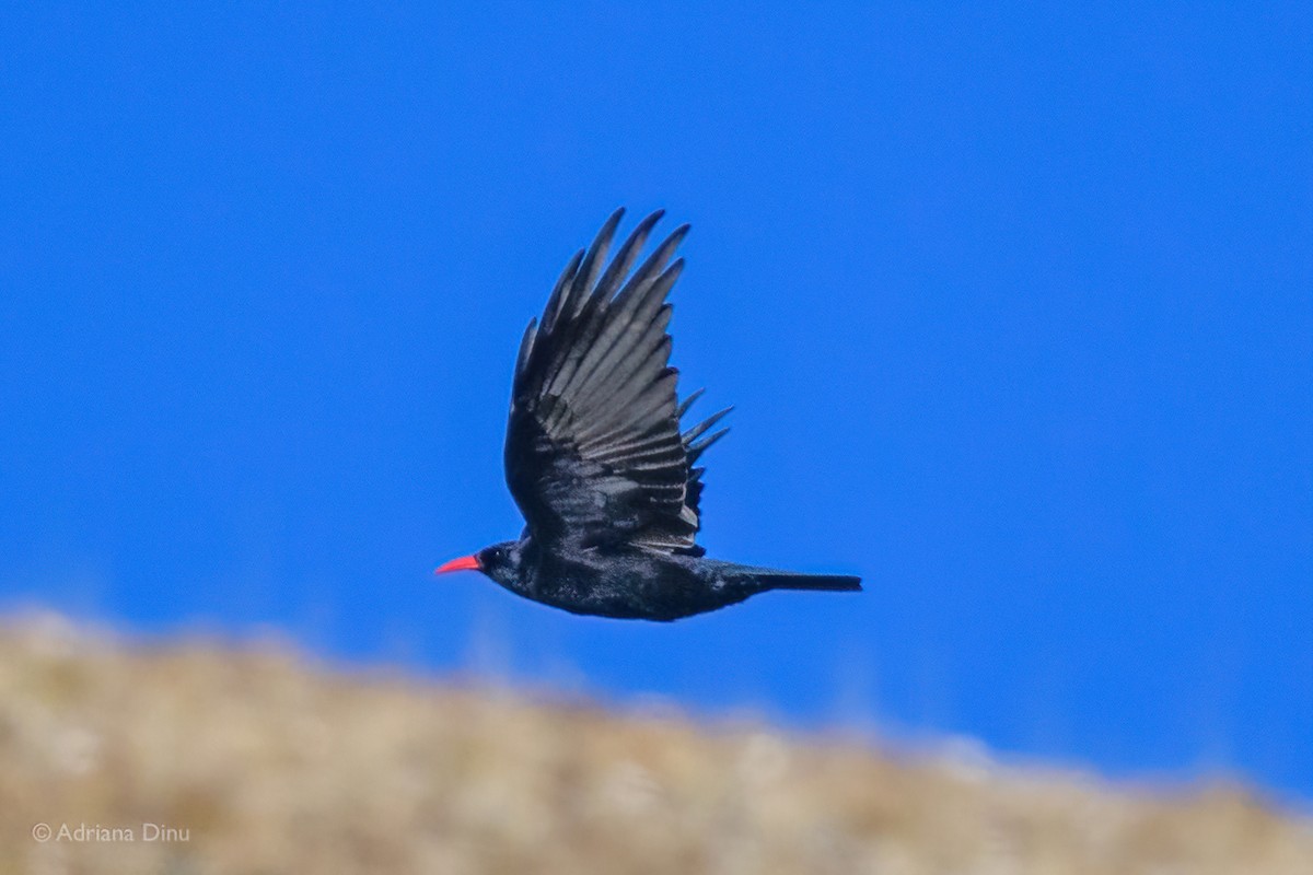Red-billed Chough - ML642376690