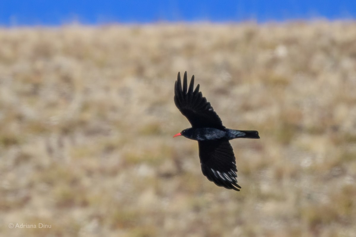 Red-billed Chough - ML642376691