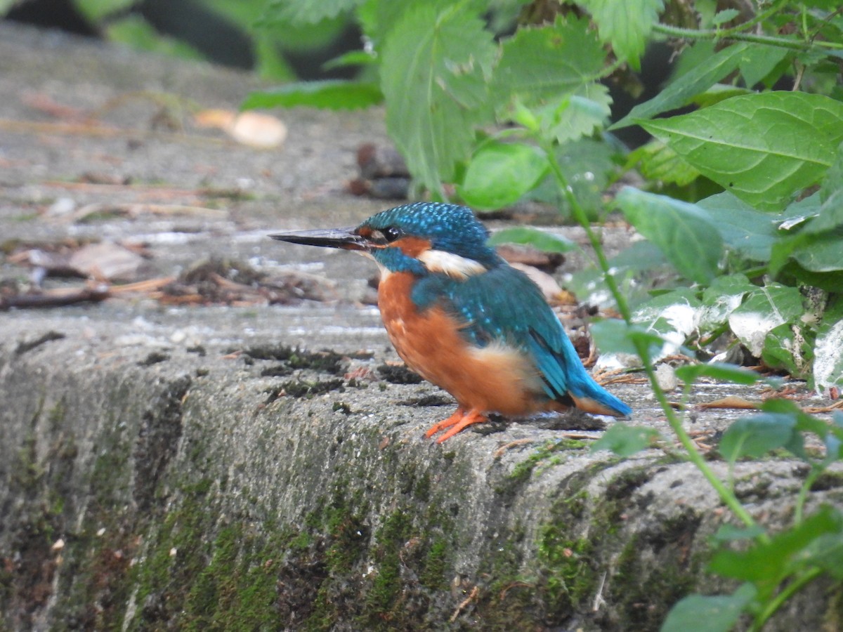 ledňáček říční - ML642376692