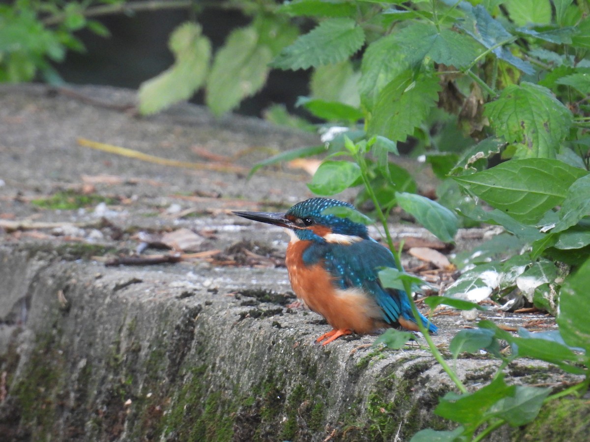 ledňáček říční - ML642376699