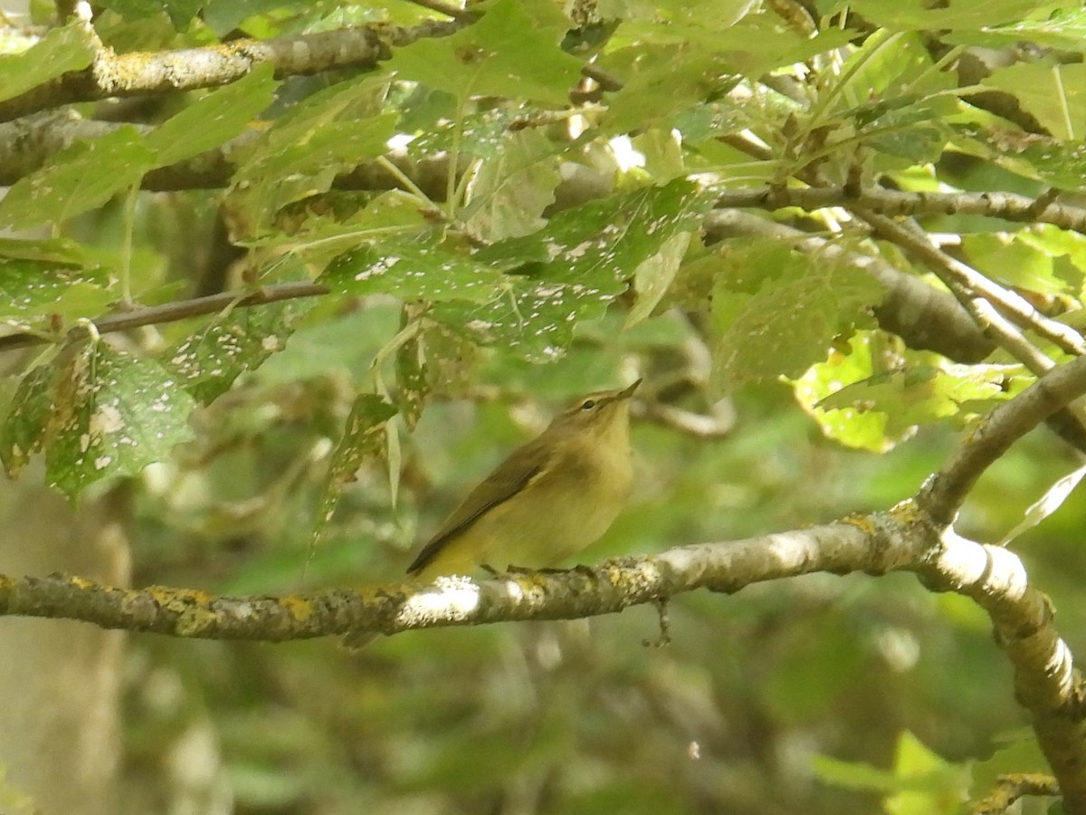 budníček menší - ML642376717