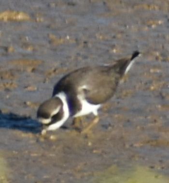Common Ringed Plover - ML642376726
