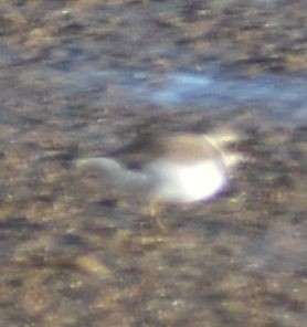 Common Ringed Plover - ML642376728