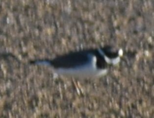 Common Ringed Plover - ML642376729
