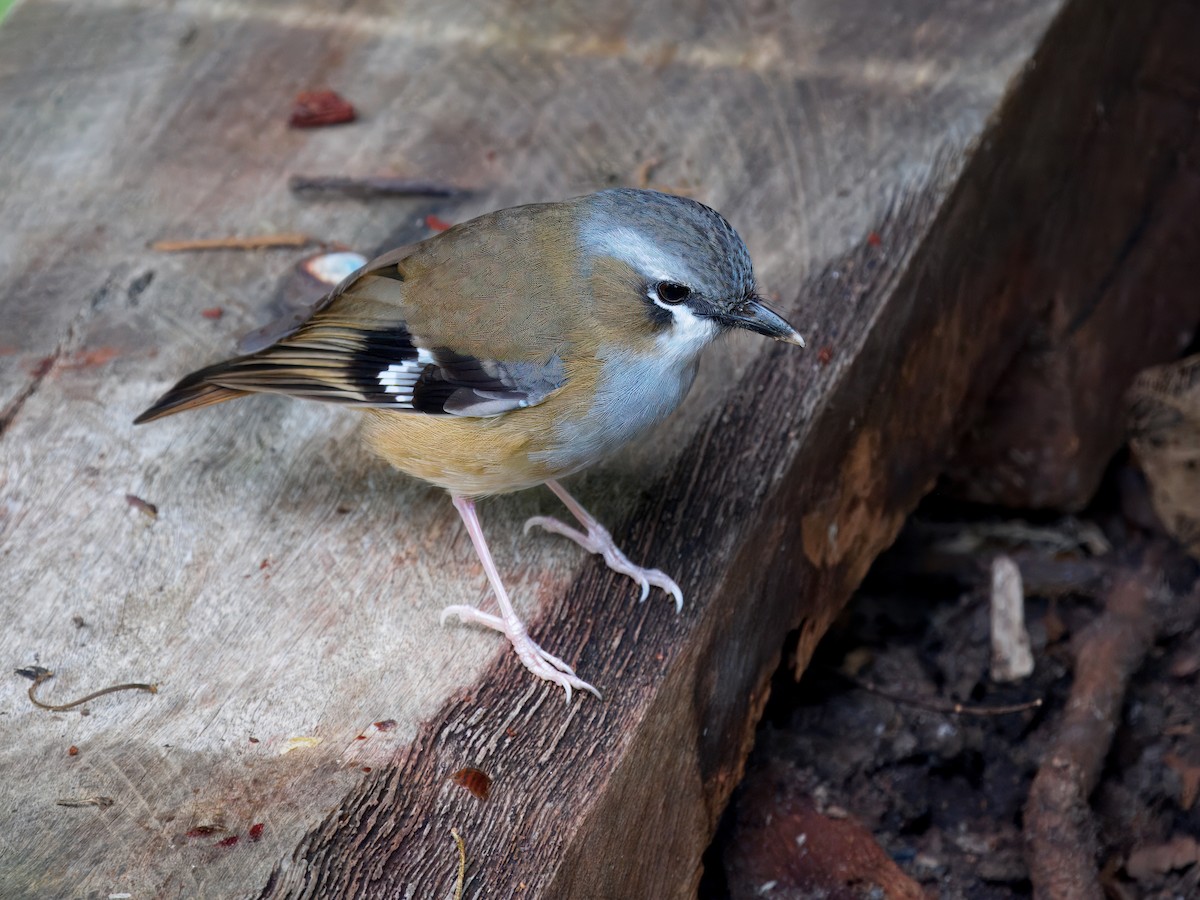 Gray-headed Robin - ML642376737