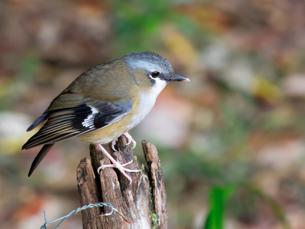 Gray-headed Robin - ML642376738