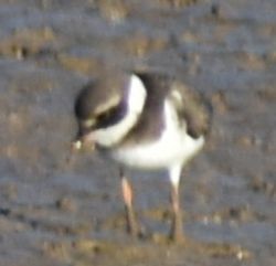 Common Ringed Plover - ML642376759