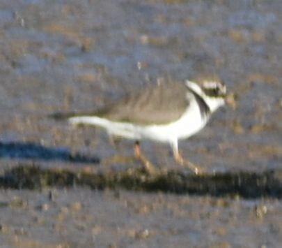 Common Ringed Plover - ML642376760