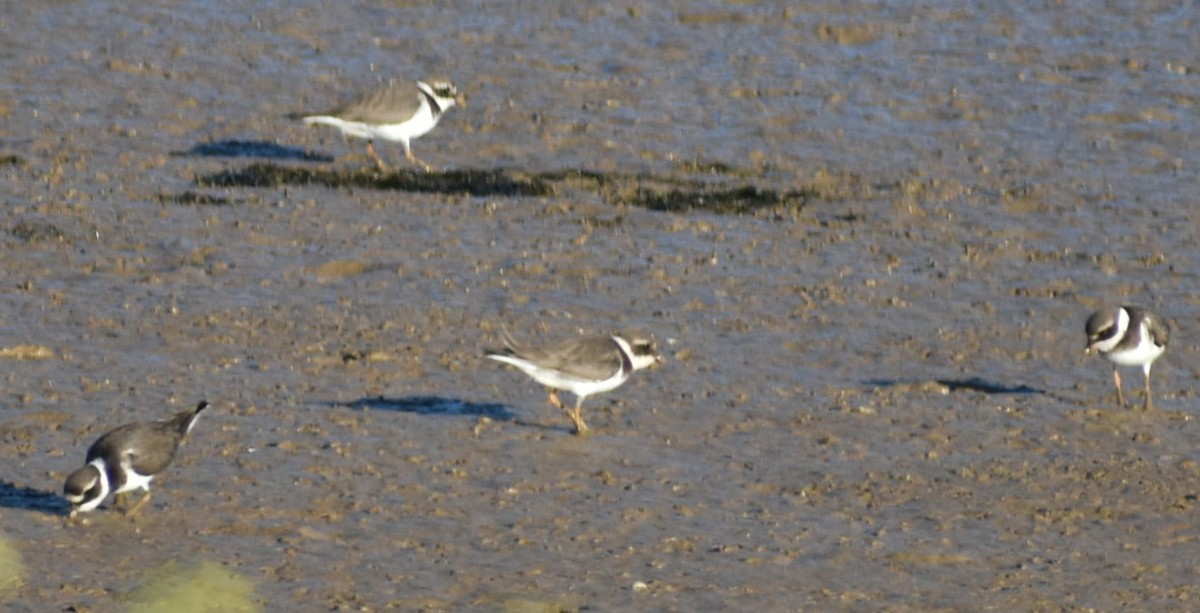 Common Ringed Plover - ML642376766