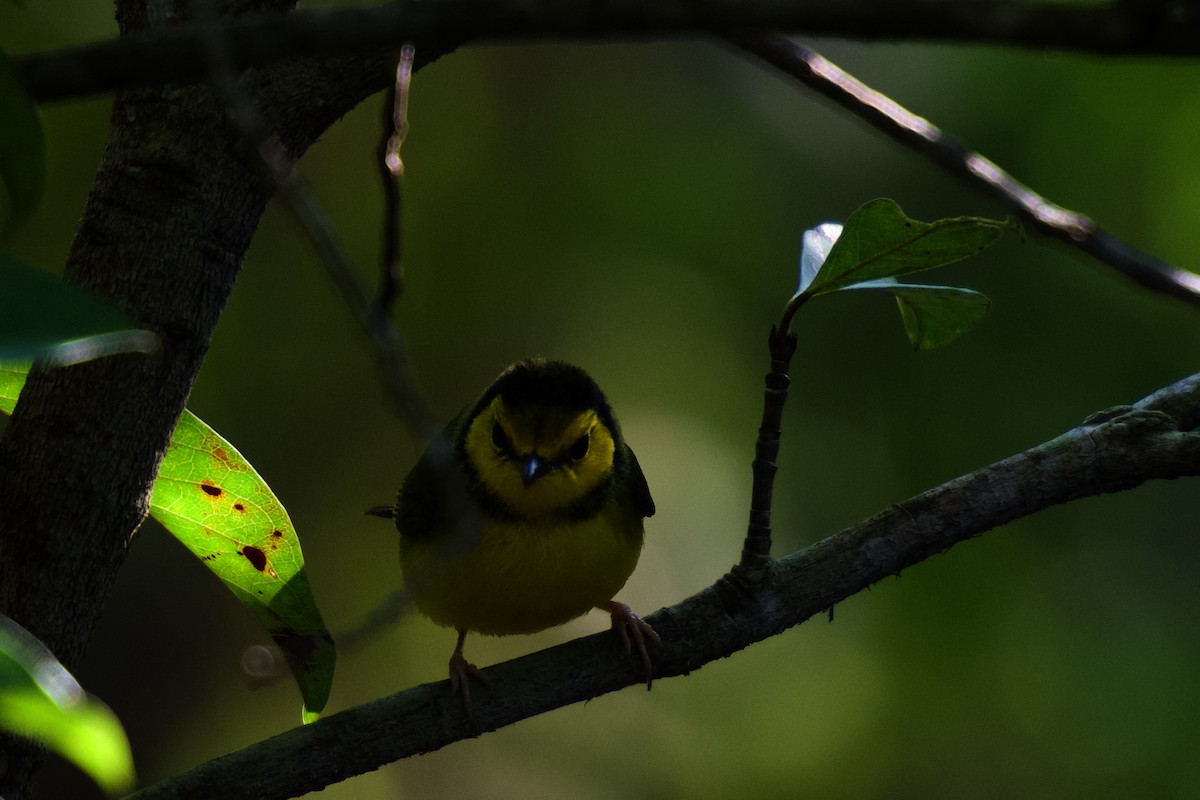 hetteparula - ML642376782