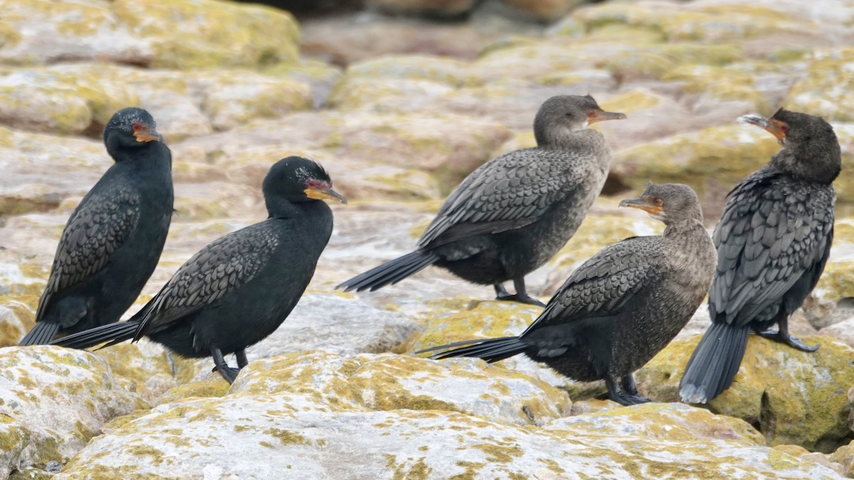 Crowned Cormorant - ML642376786