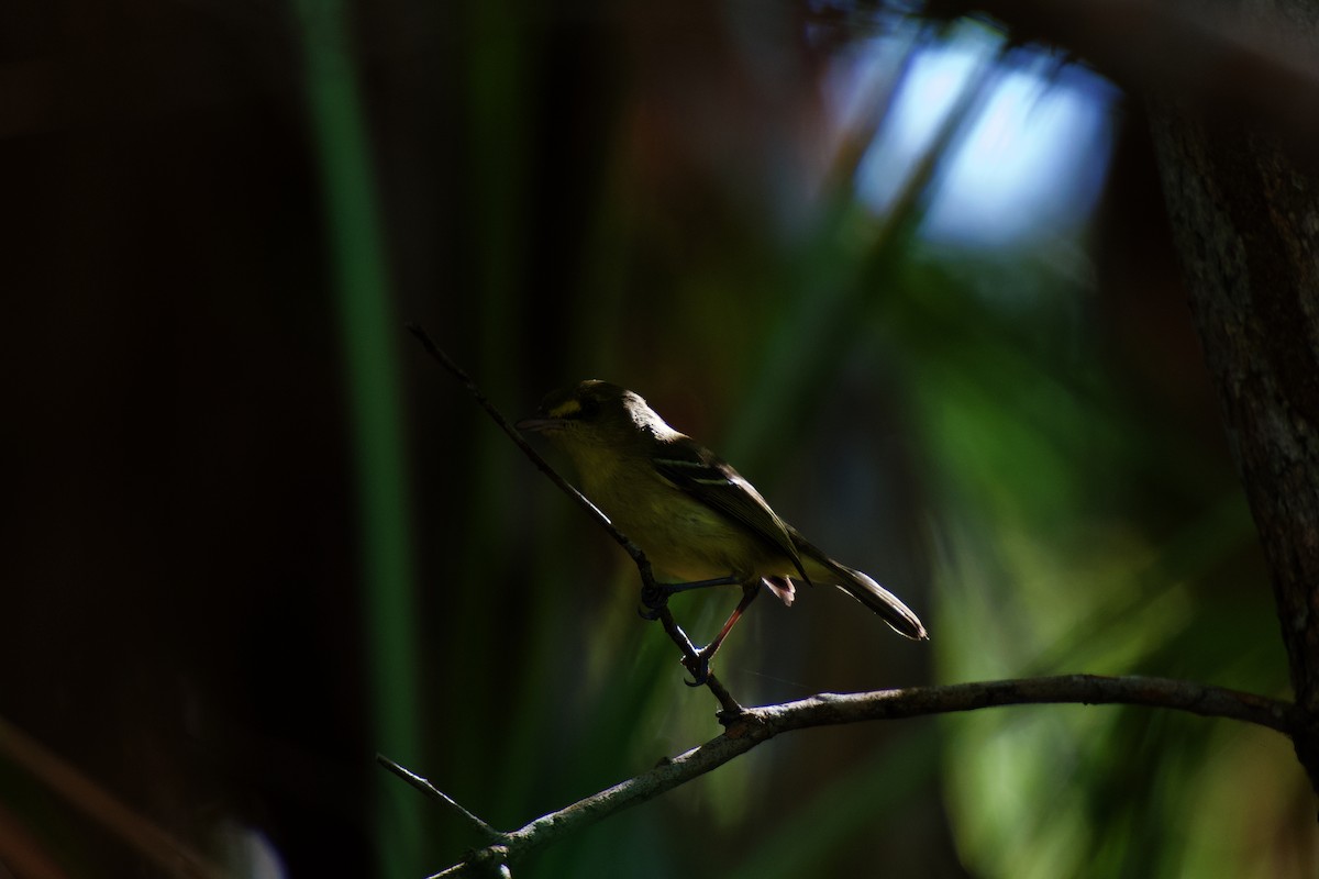 mangrovevireo - ML642376835