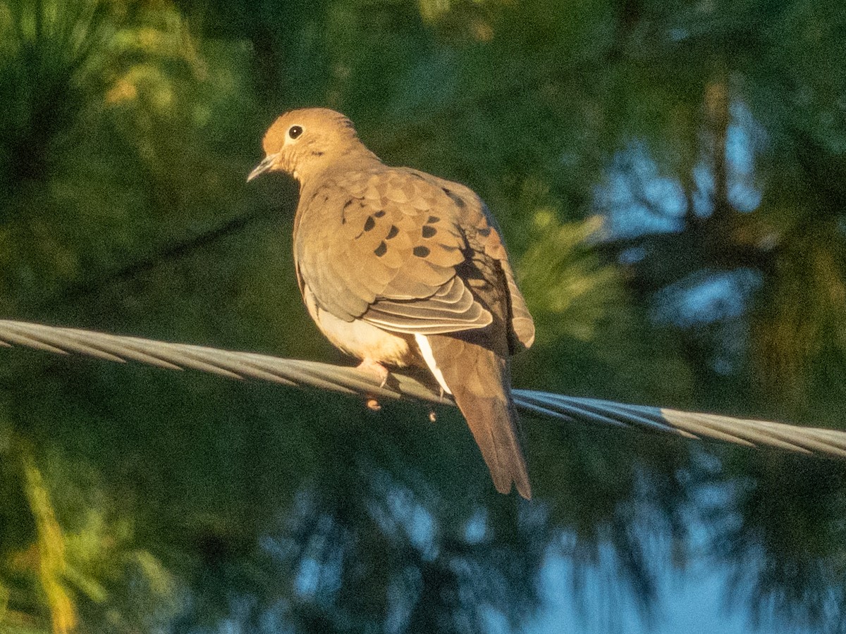 Mourning Dove - ML642376845