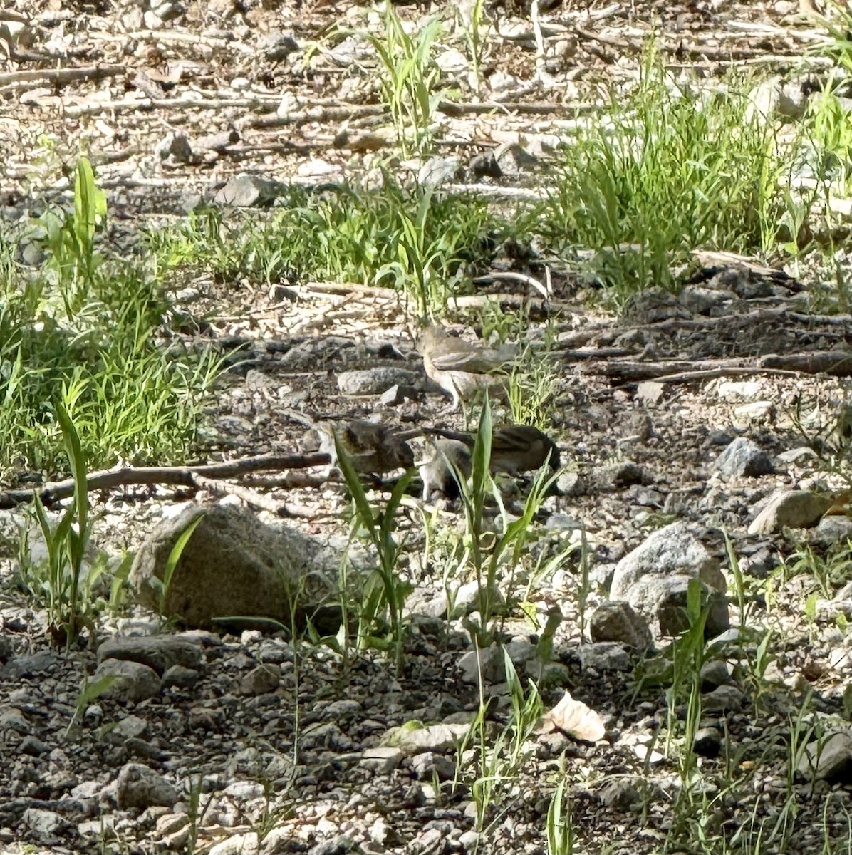 Lawrence's Goldfinch - ML642376848