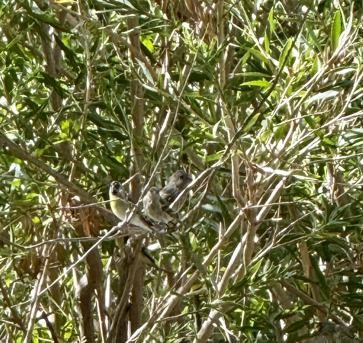 Lawrence's Goldfinch - ML642376849