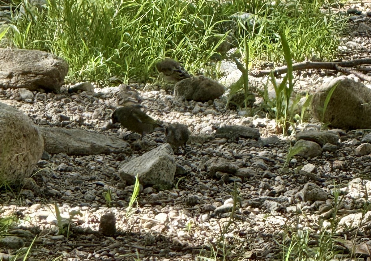 Lawrence's Goldfinch - ML642376850