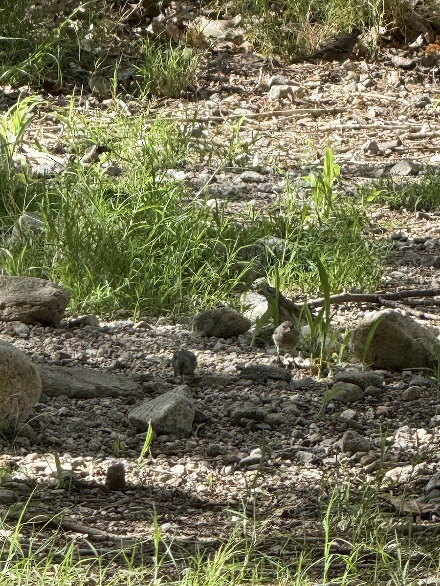 Lawrence's Goldfinch - ML642376851