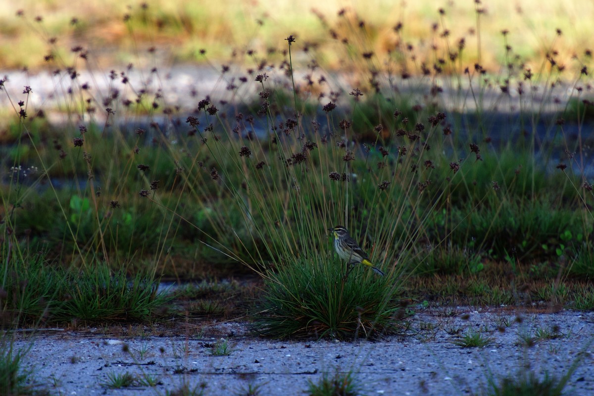 myrparula - ML642376855