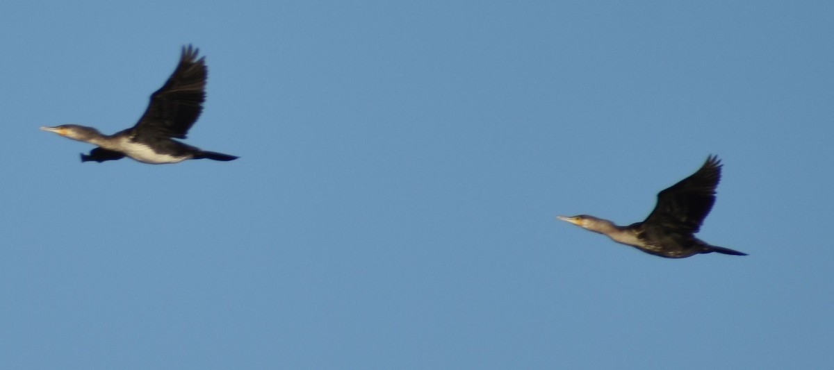 Great Cormorant - ML642376856