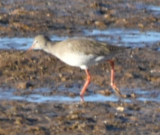 Common Redshank - ML642376874