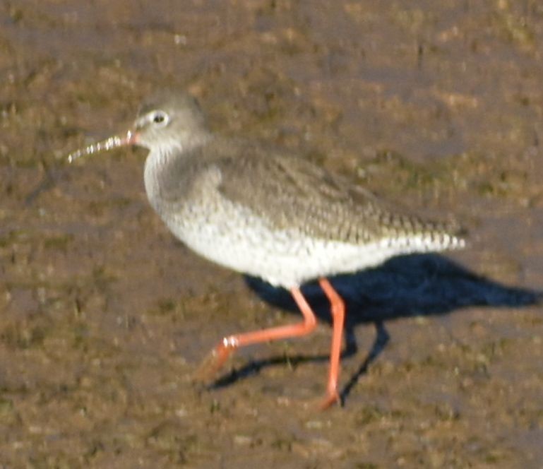 Common Redshank - ML642376875