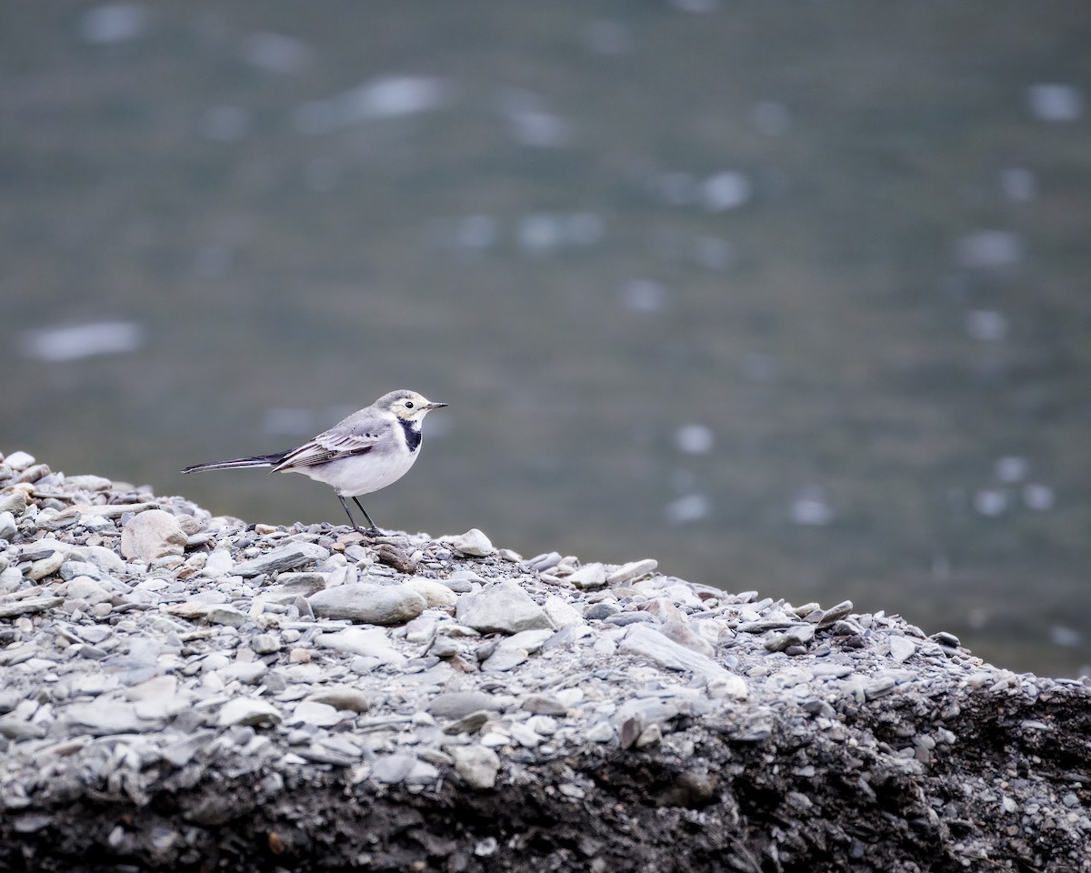 White Wagtail (White-faced) - ML642376876