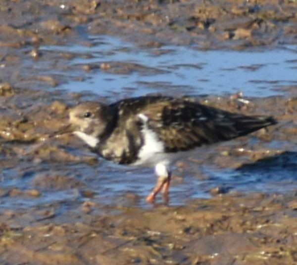 Ruddy Turnstone - ML642376877