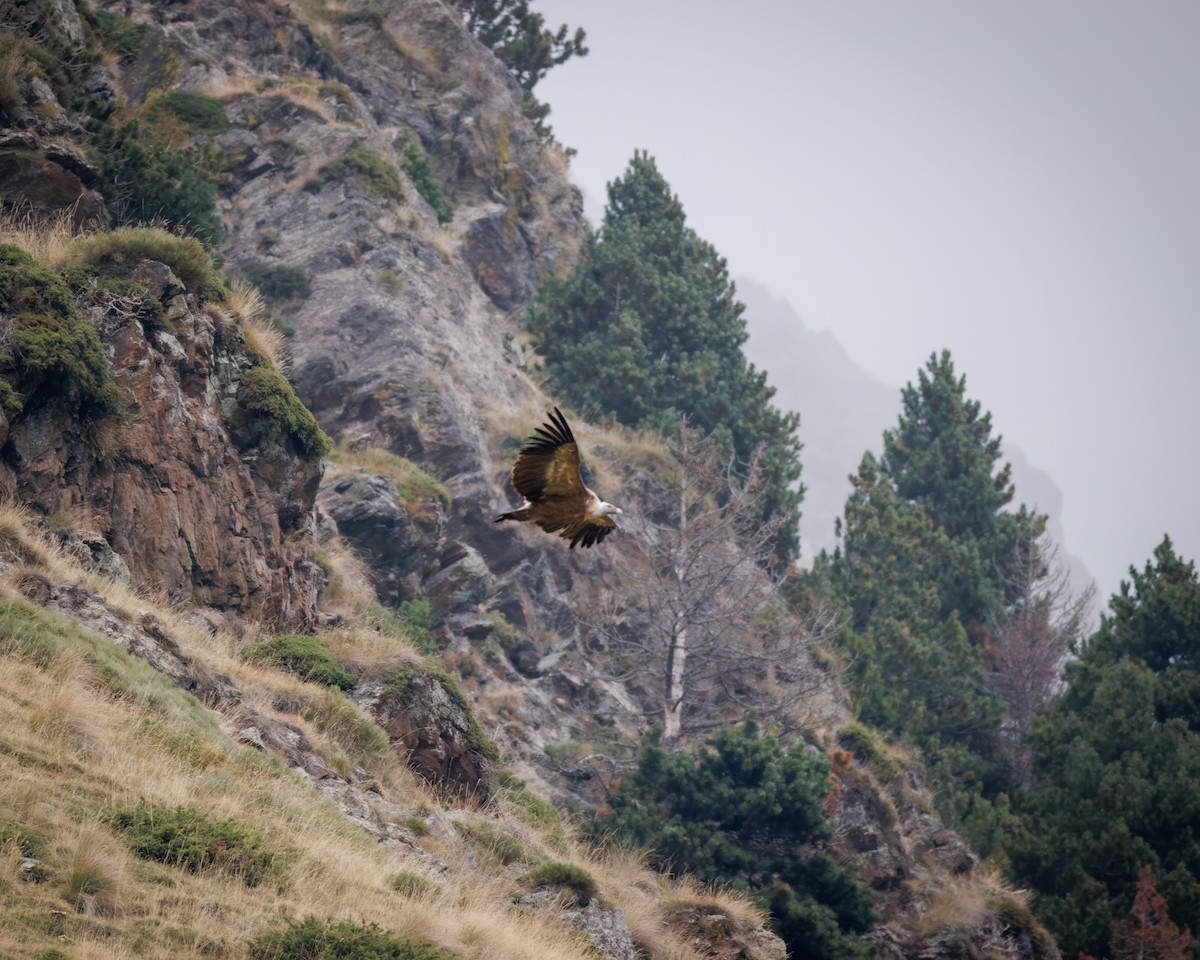 Eurasian Griffon - ML642376879