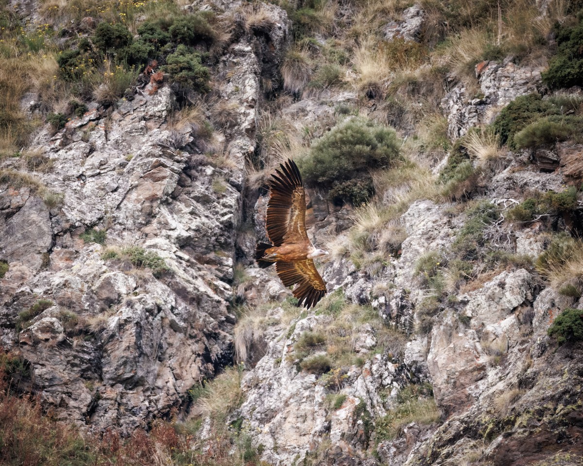 Eurasian Griffon - ML642376880