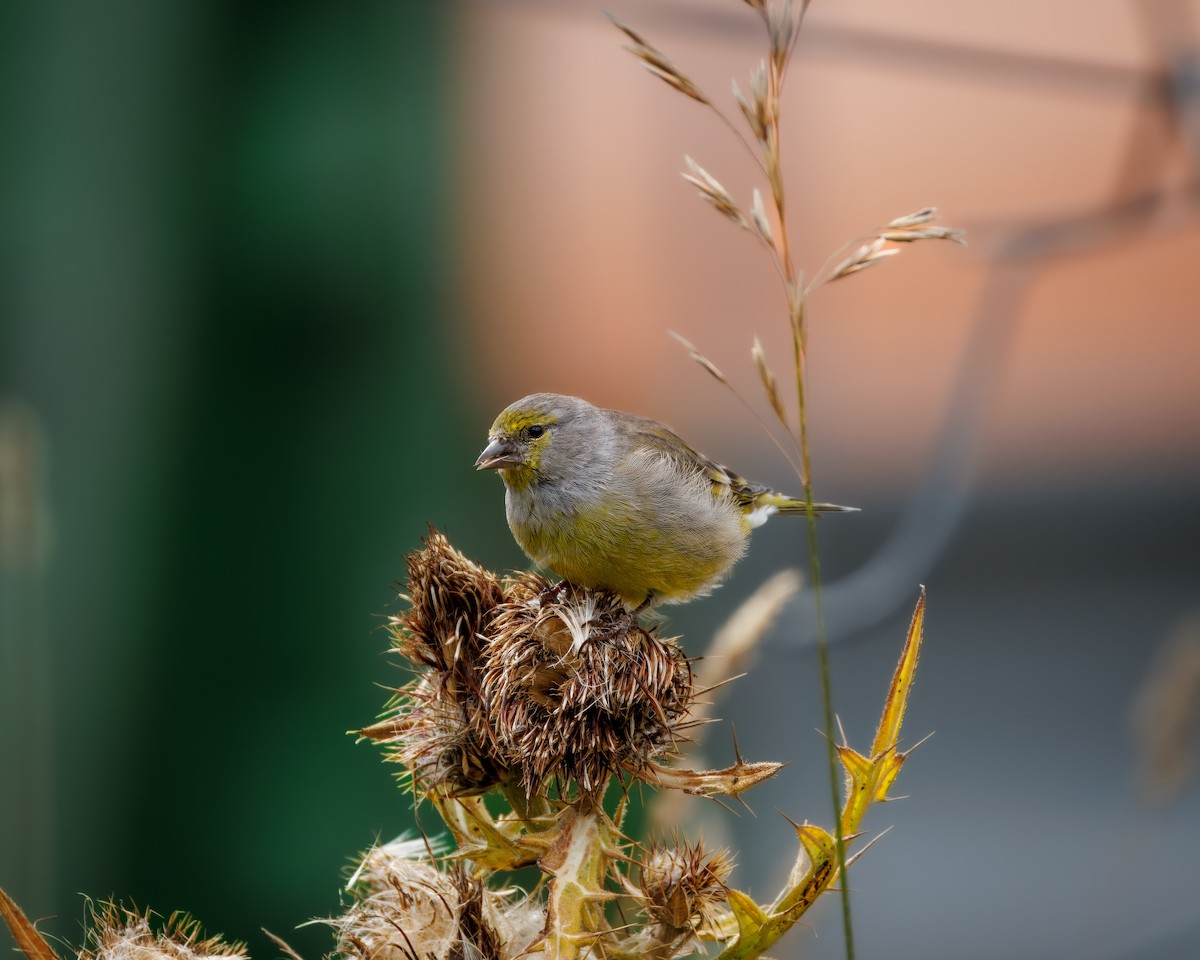 Citril Finch - ML642376888