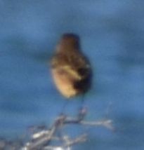 European Stonechat - ML642376892