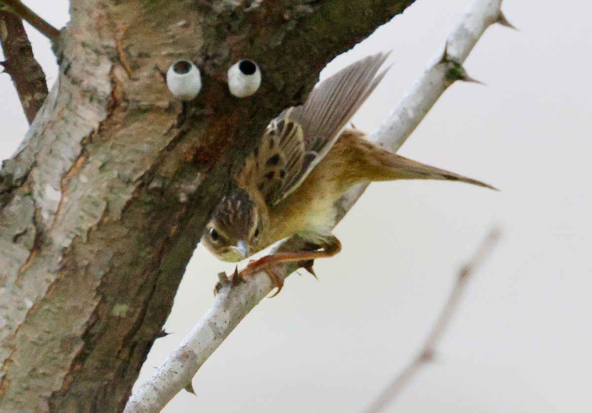 Pallas's Grasshopper Warbler - ML642376893