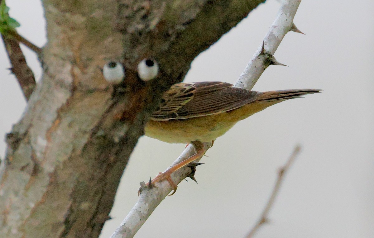 Pallas's Grasshopper Warbler - ML642376894