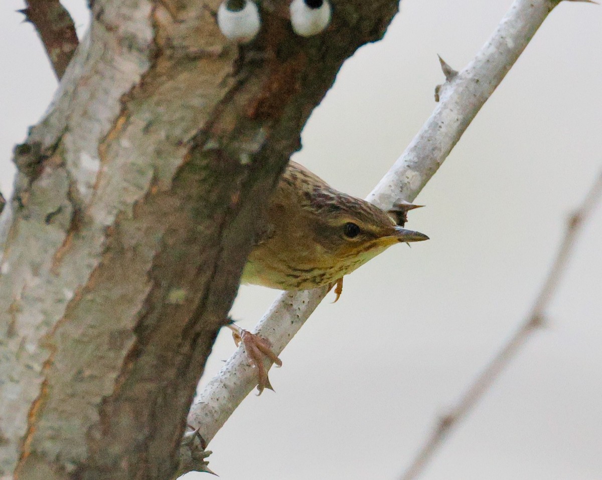 Pallas's Grasshopper Warbler - ML642376895