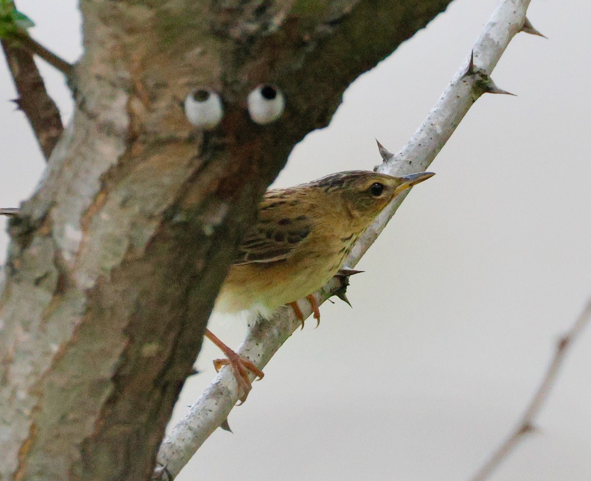 Pallas's Grasshopper Warbler - ML642376896
