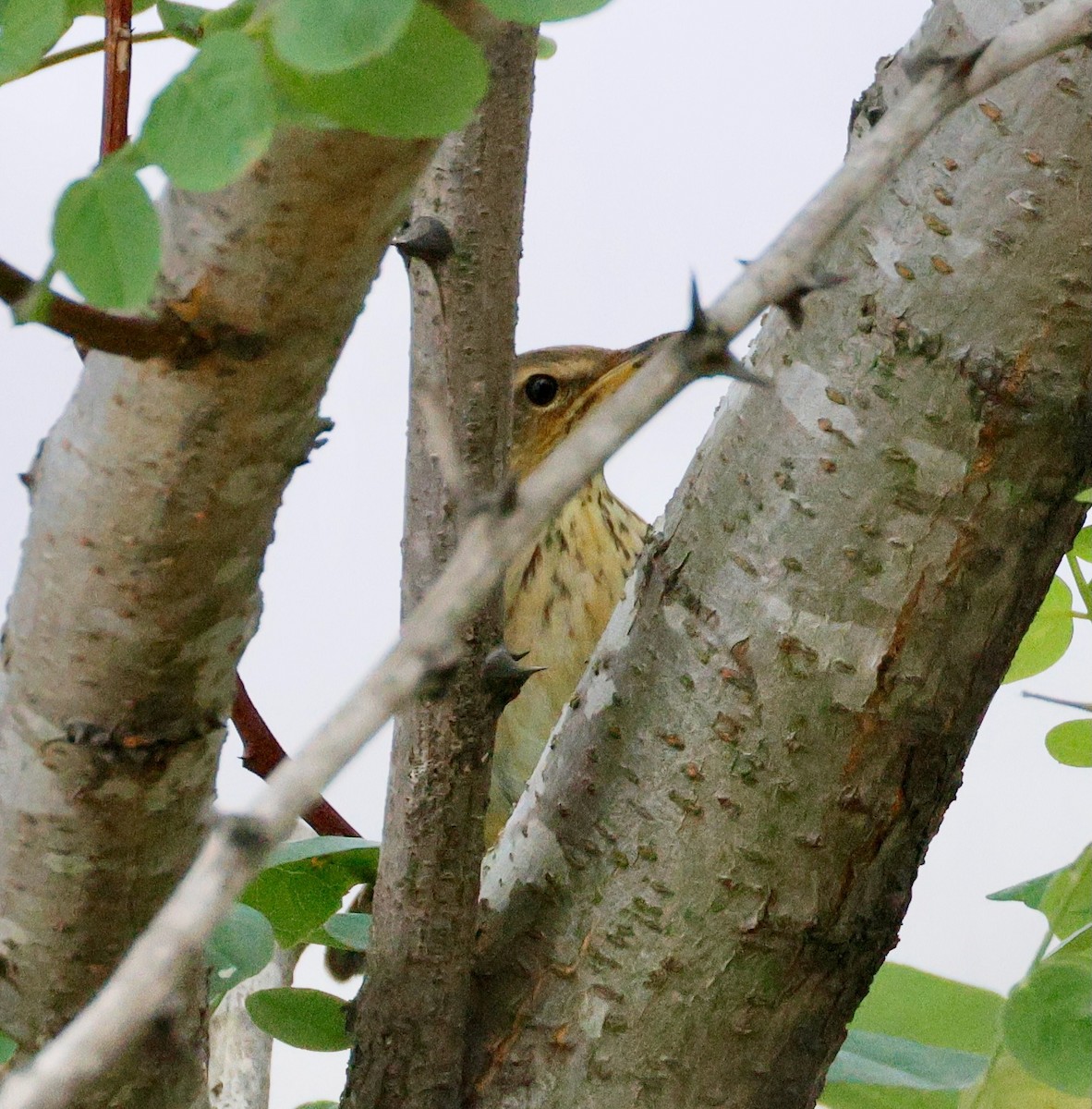 Pallas's Grasshopper Warbler - ML642376897