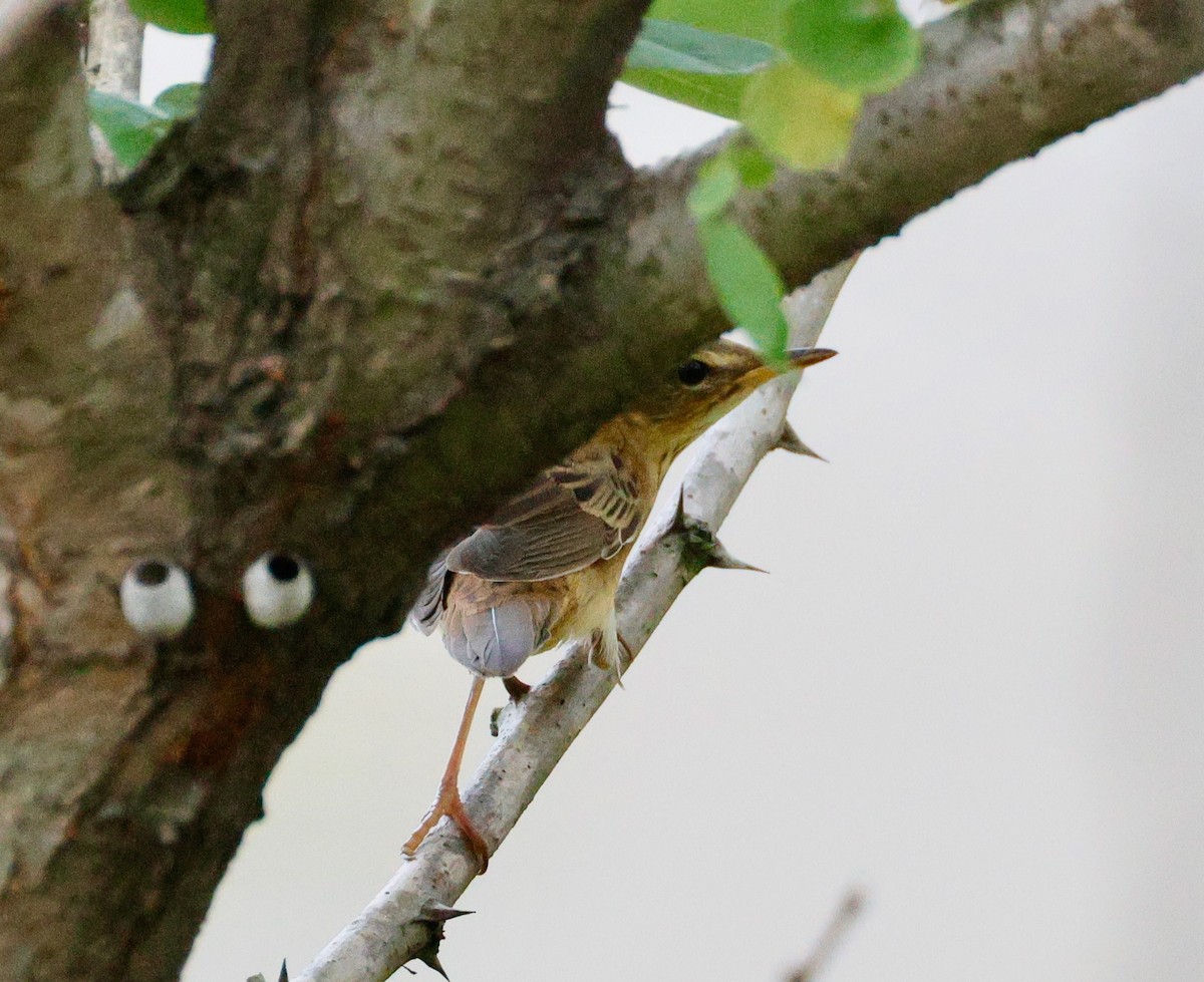 Pallas's Grasshopper Warbler - ML642376898